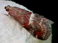 Acrobasis marmorea